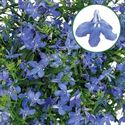 Bild von Lobelia P12 Sky Blue